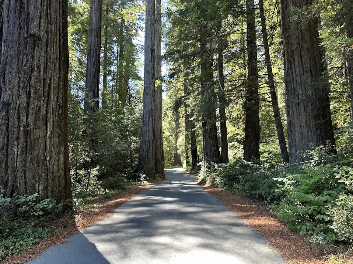Avenue of the Giants