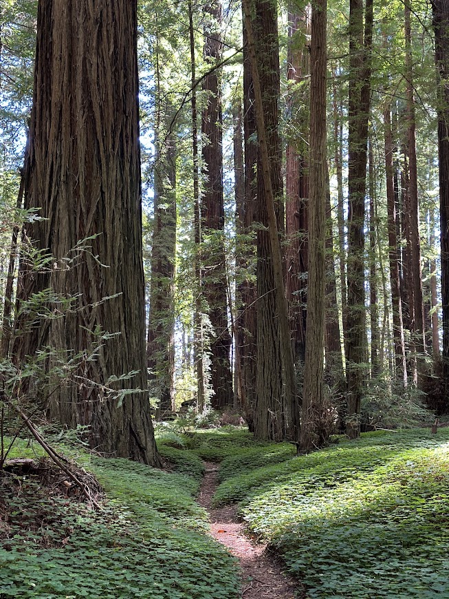 Avenue of the Giants