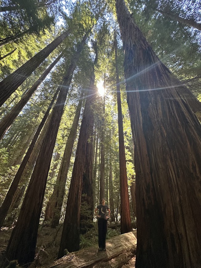 Avenue of the Giants