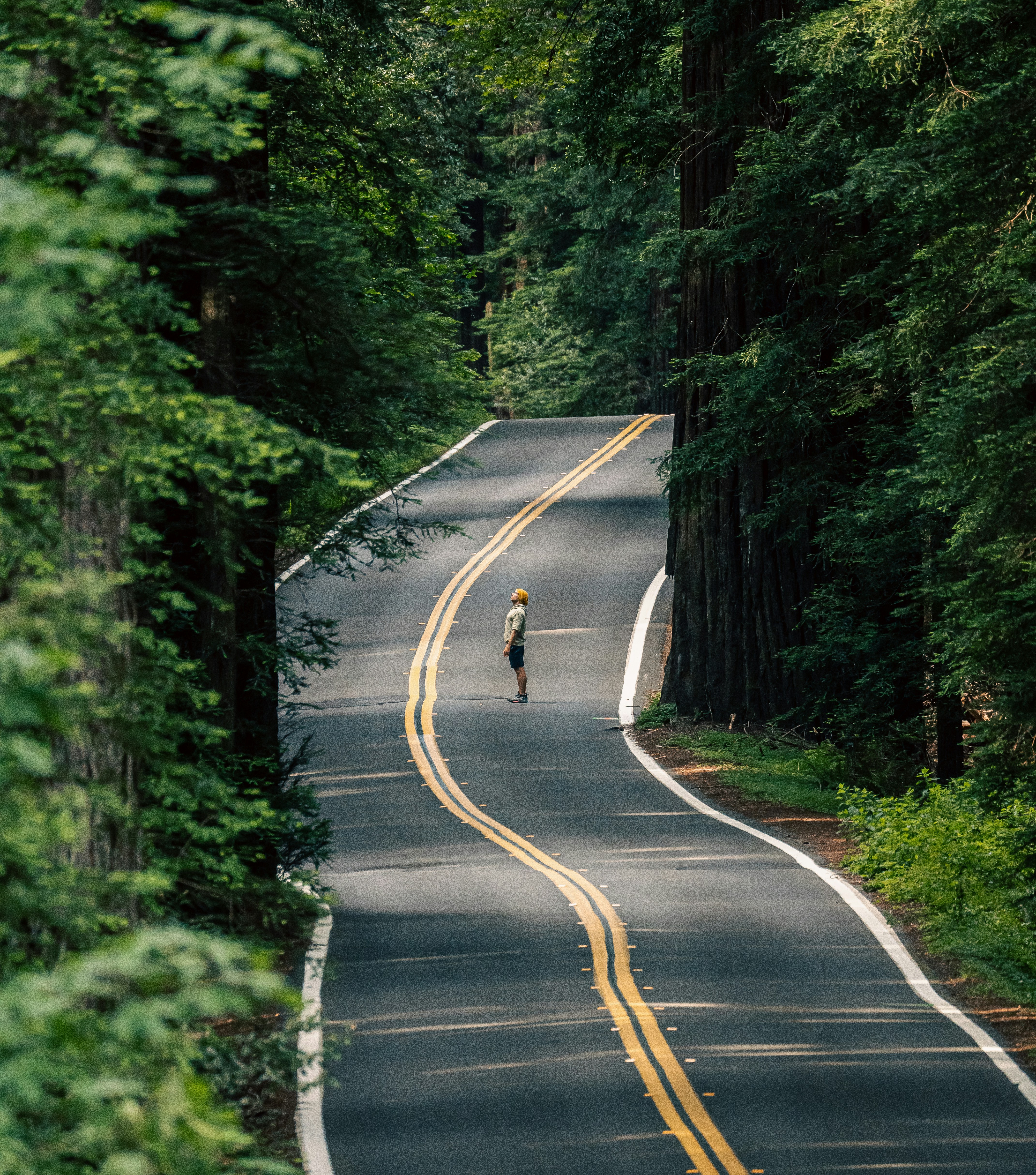 Avenue of the Giants