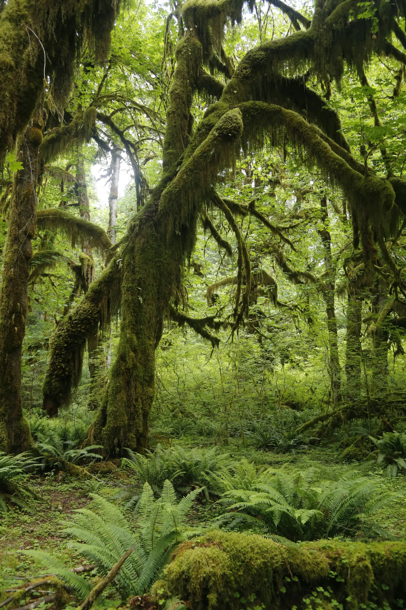 Hoh Rainforest