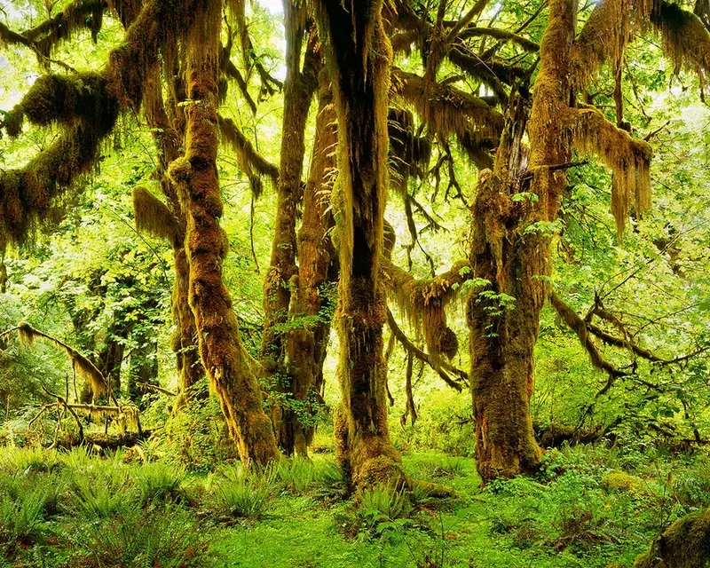 Hoh Rainforest
