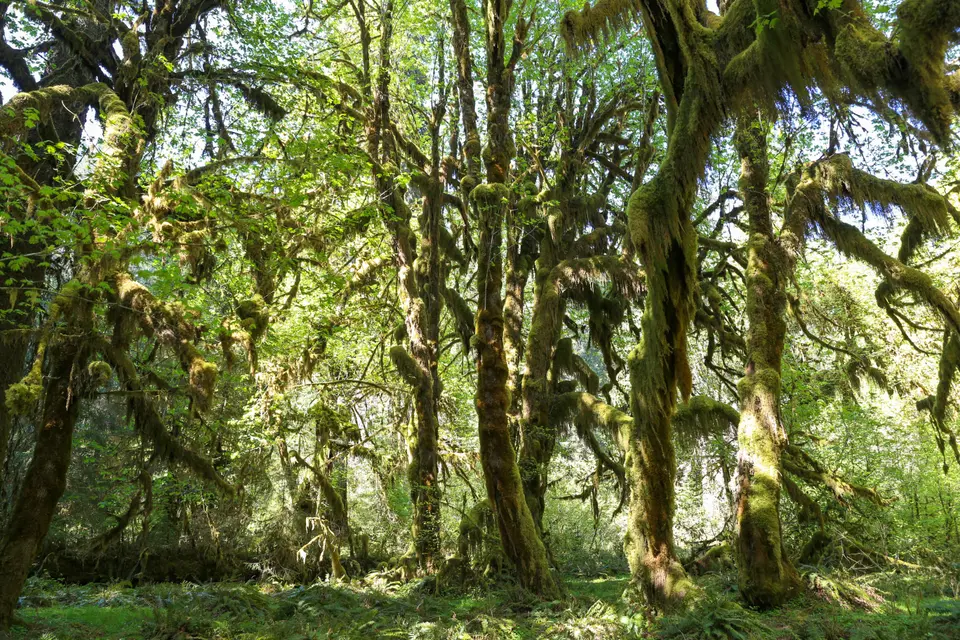 Hoh Rainforest