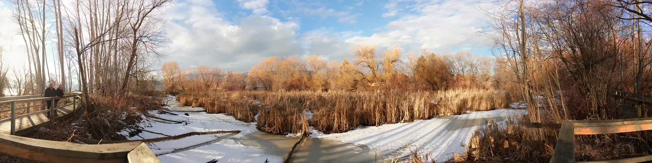 Maude Roxby Wetland