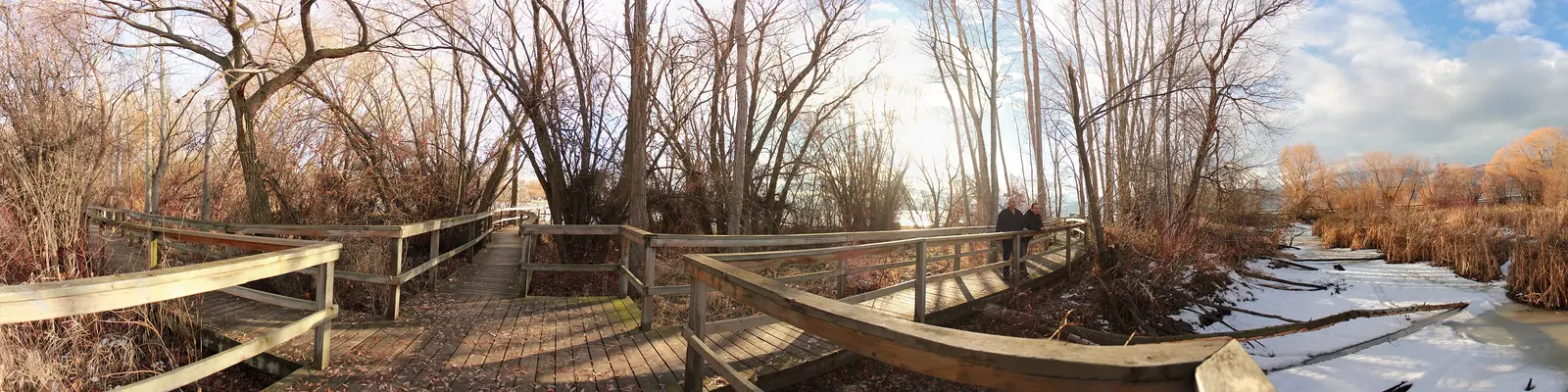 Maude Roxby Wetland