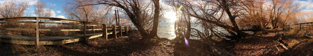 Maude Roxby Wetland