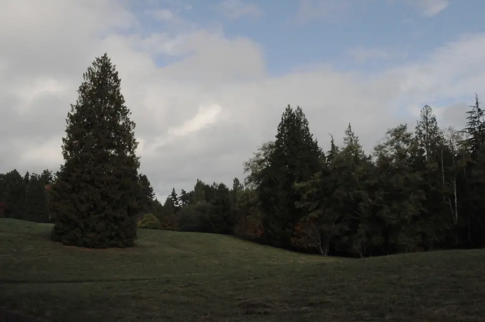 Bloedel Reserve