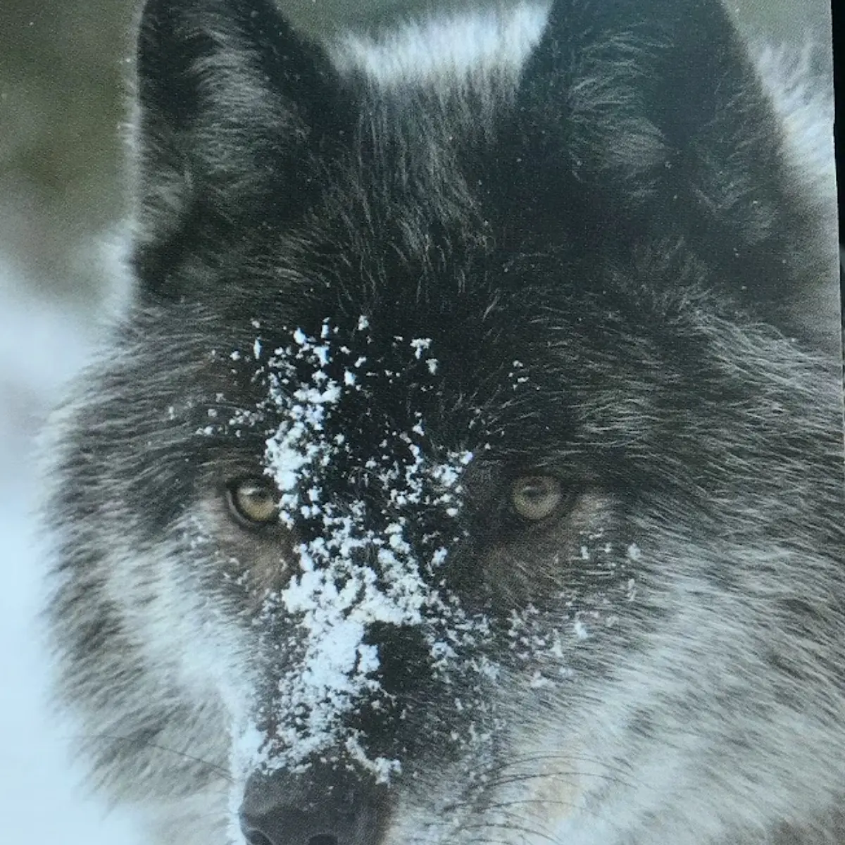 Northern Lights Wolf Centre