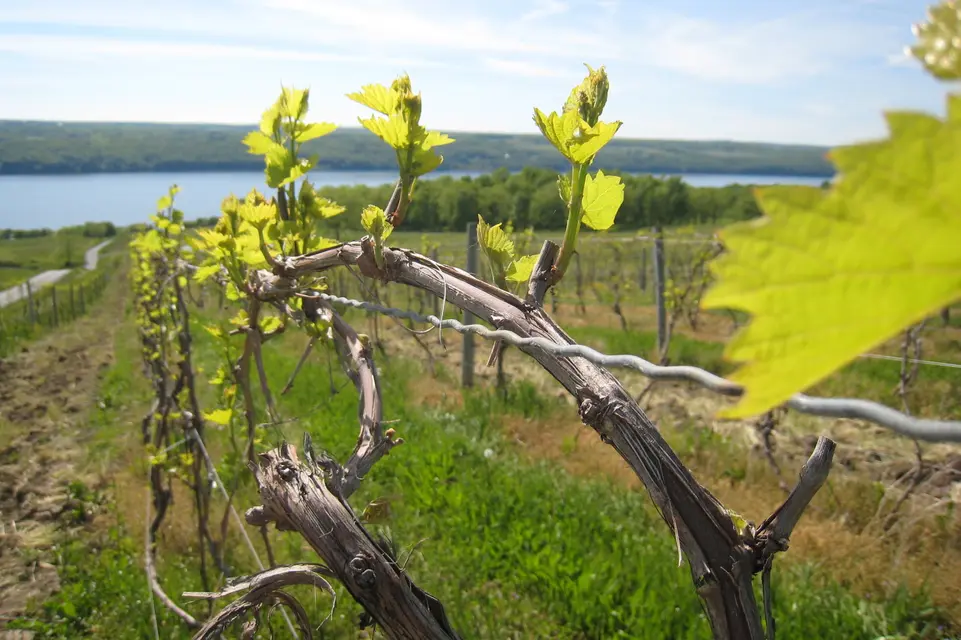 Seneca Lake