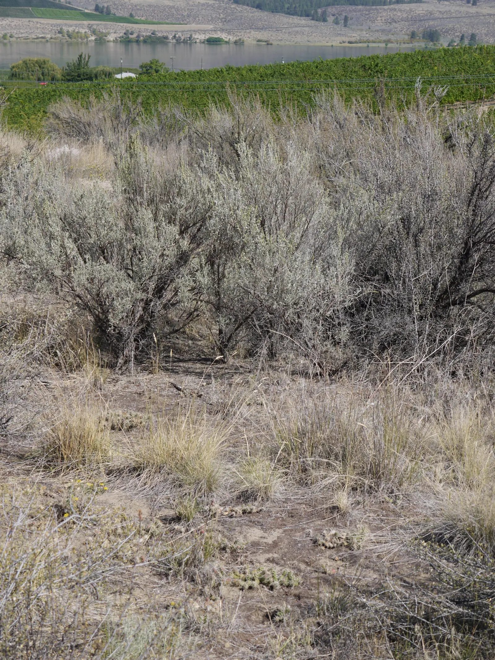 Osoyoos Desert Centre