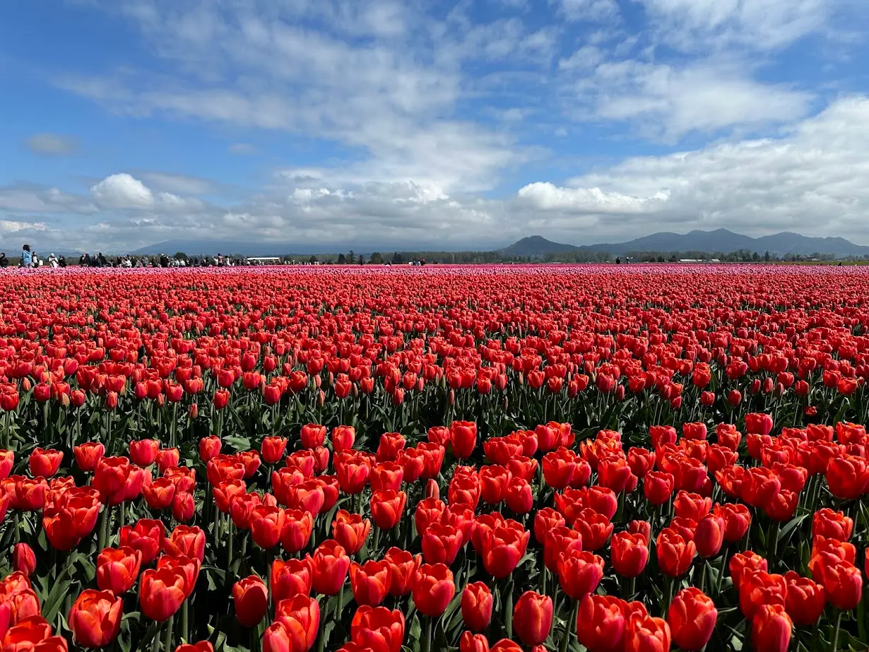 Skagit Valley Tulip Fields