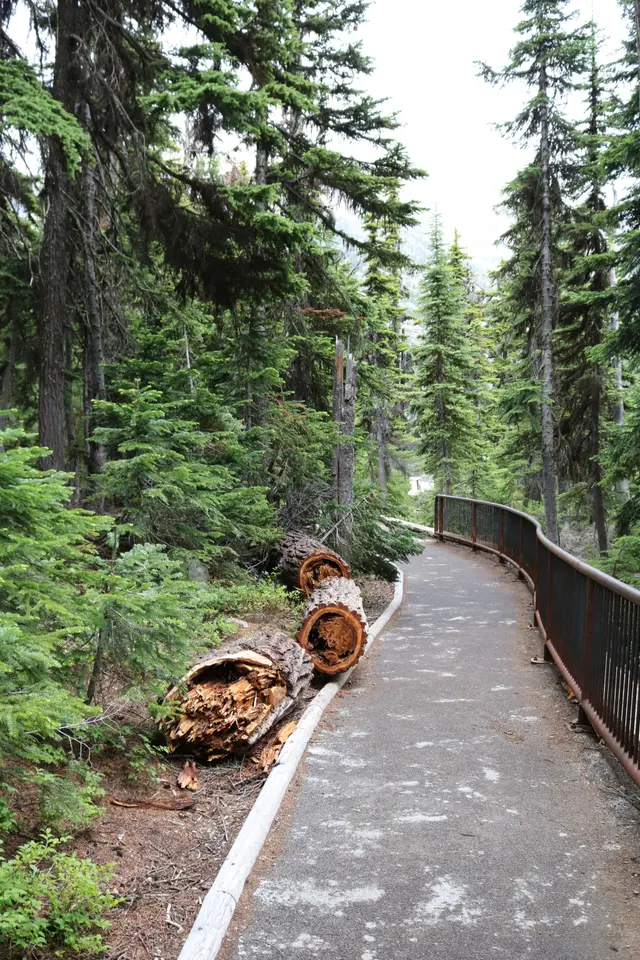 Washington Pass Overlook Trail