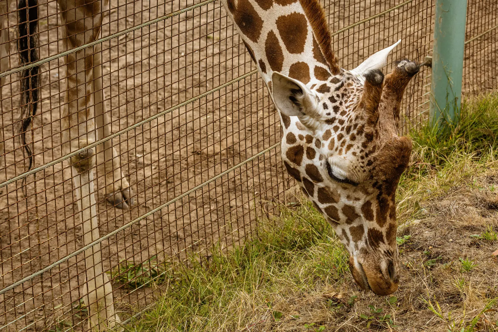 Woodland Park Zoo