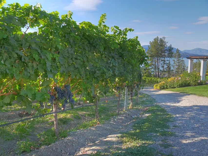 CedarCreek Estate Winery