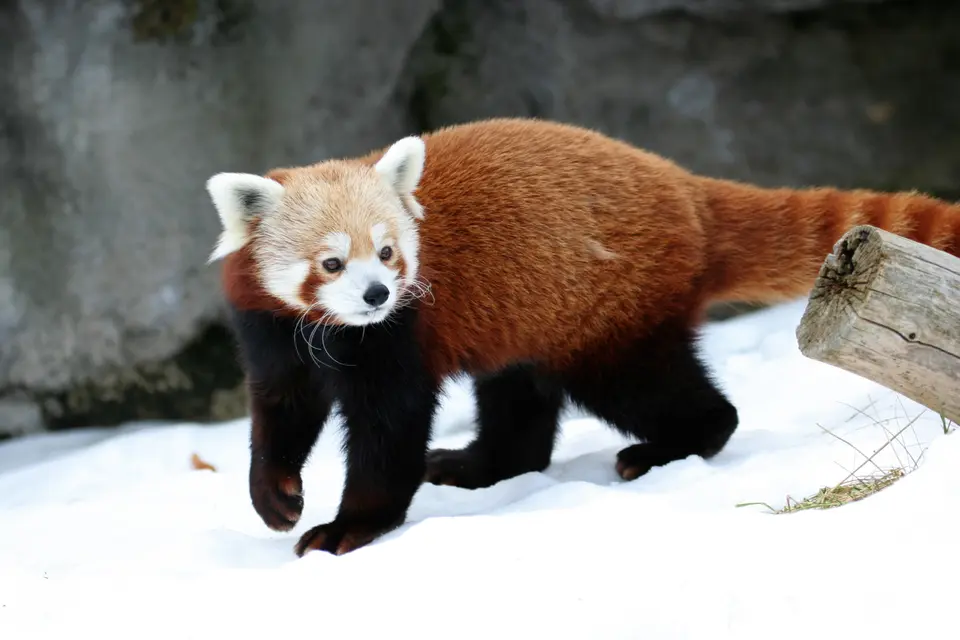 Rosamond Gifford Zoo