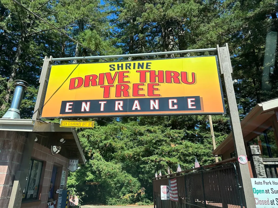 Shrine Drive-Thru Tree