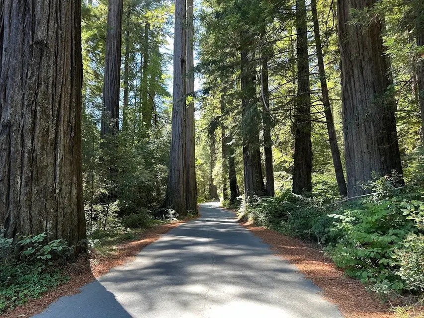 Avenue of the Giants
