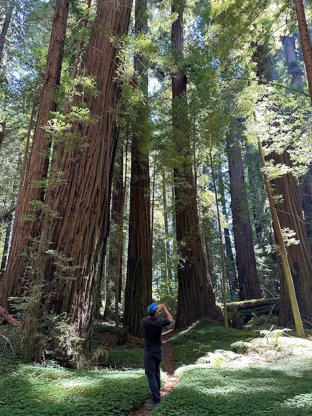 Avenue of the Giants