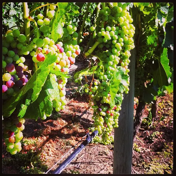 Quails’ Gate Winery