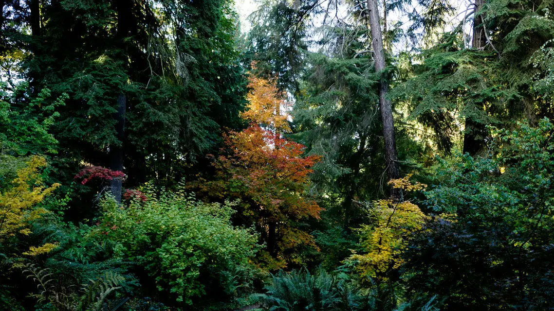 Washington Park Arboretum