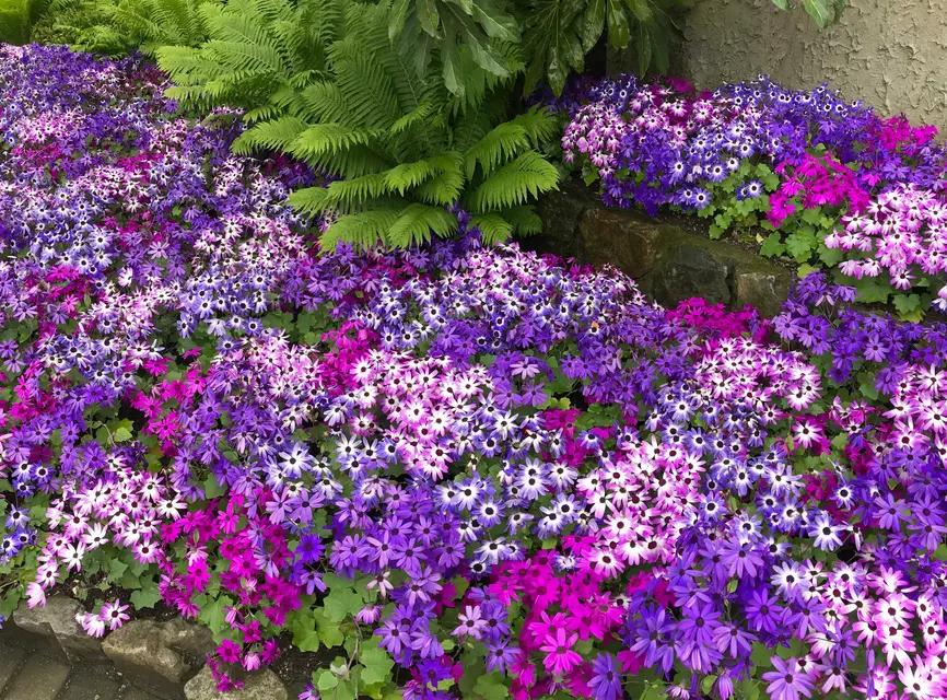The Butchart Gardens
