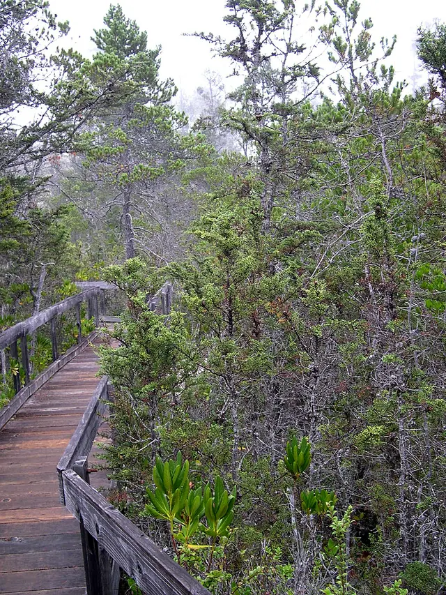 Van Damme State Park