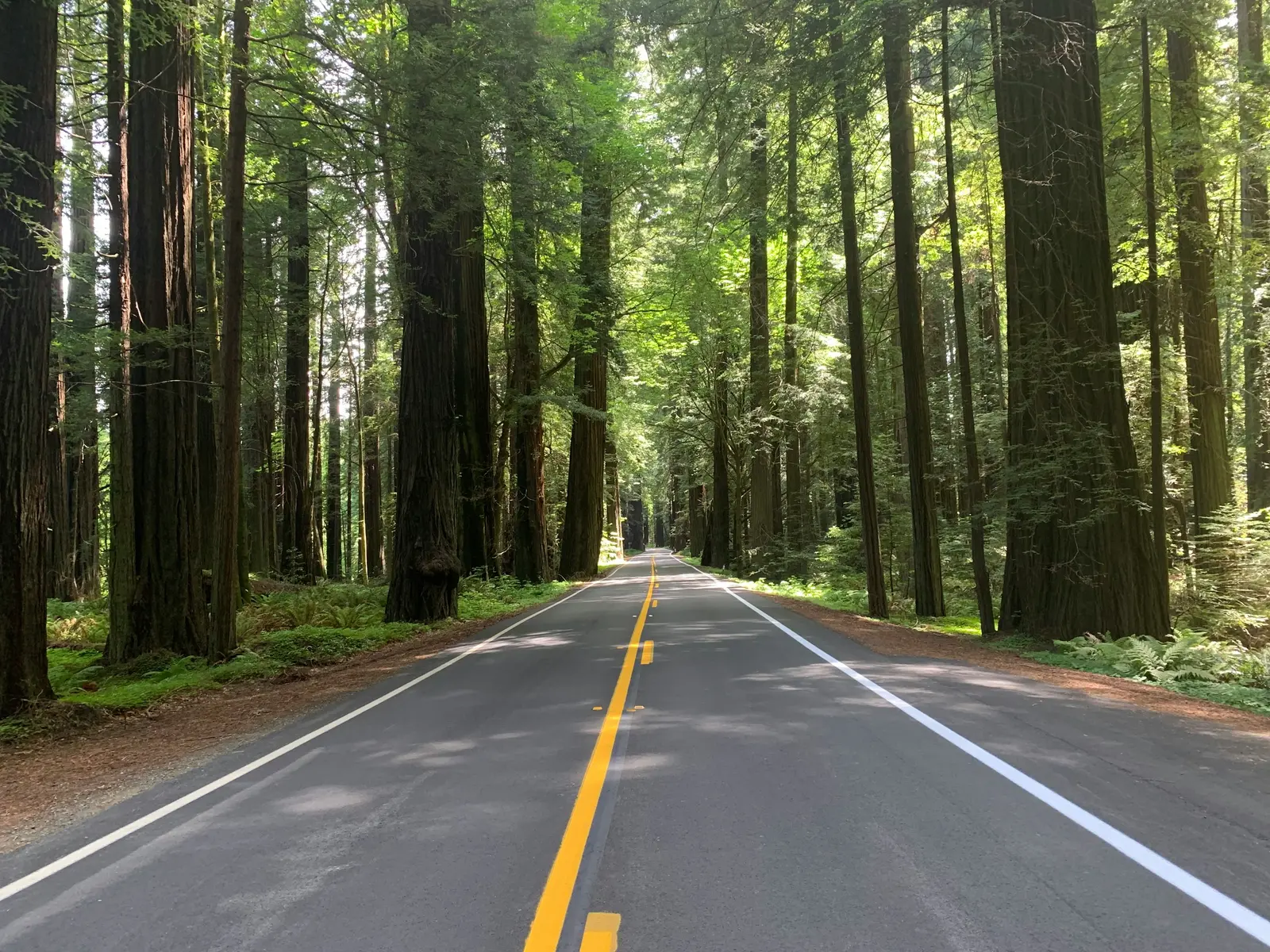Humboldt Redwoods State Park
